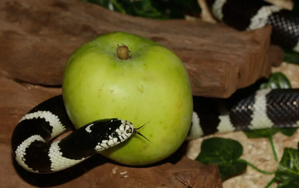 Eine vegetarische Schlange? Nein, nur eine Kettennatter (Lampropeltis getula) mit einem Apfel