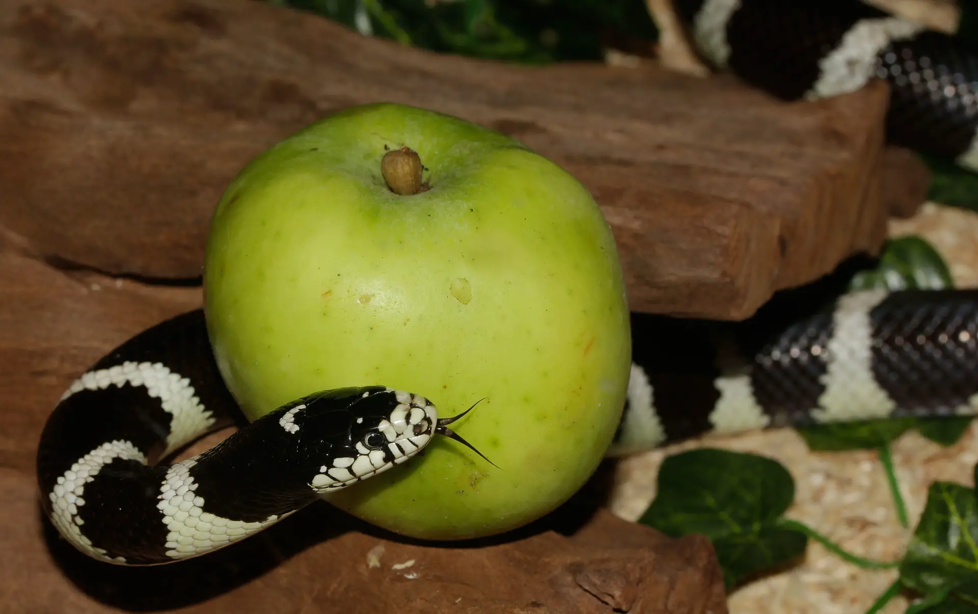 Kettennatter (Lampropeltis getula) mit Apfel