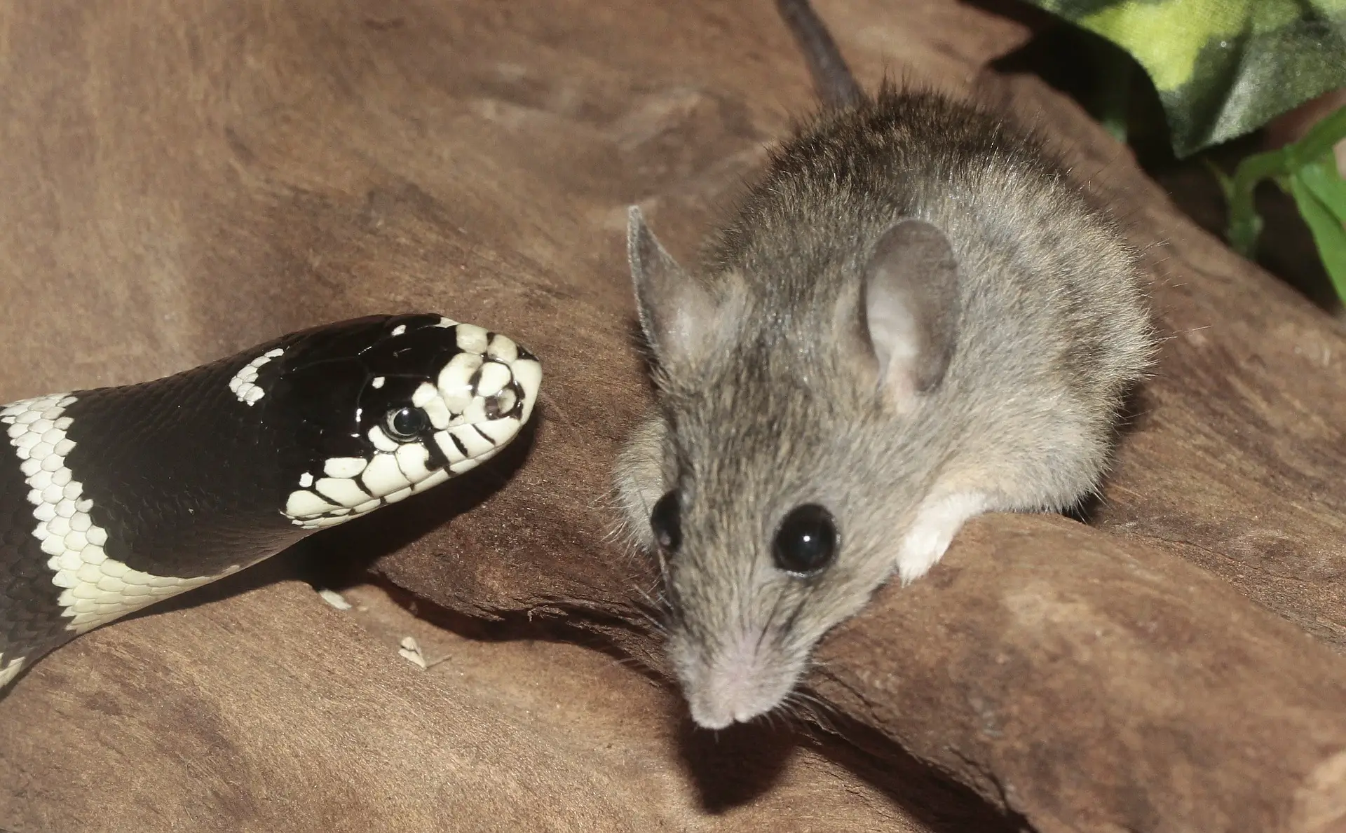 Kettennatter (Lampropeltis getula) mit Maus