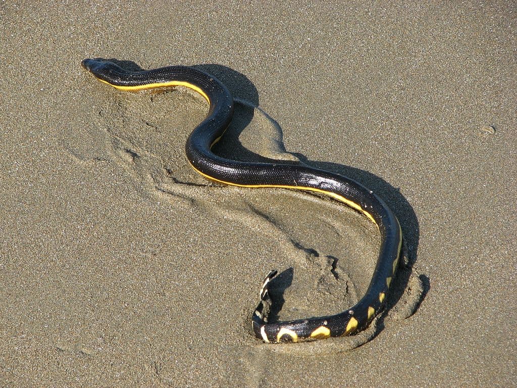 Plättchen-Seeschlange (Pelamis platura) schlängelt über den Strand