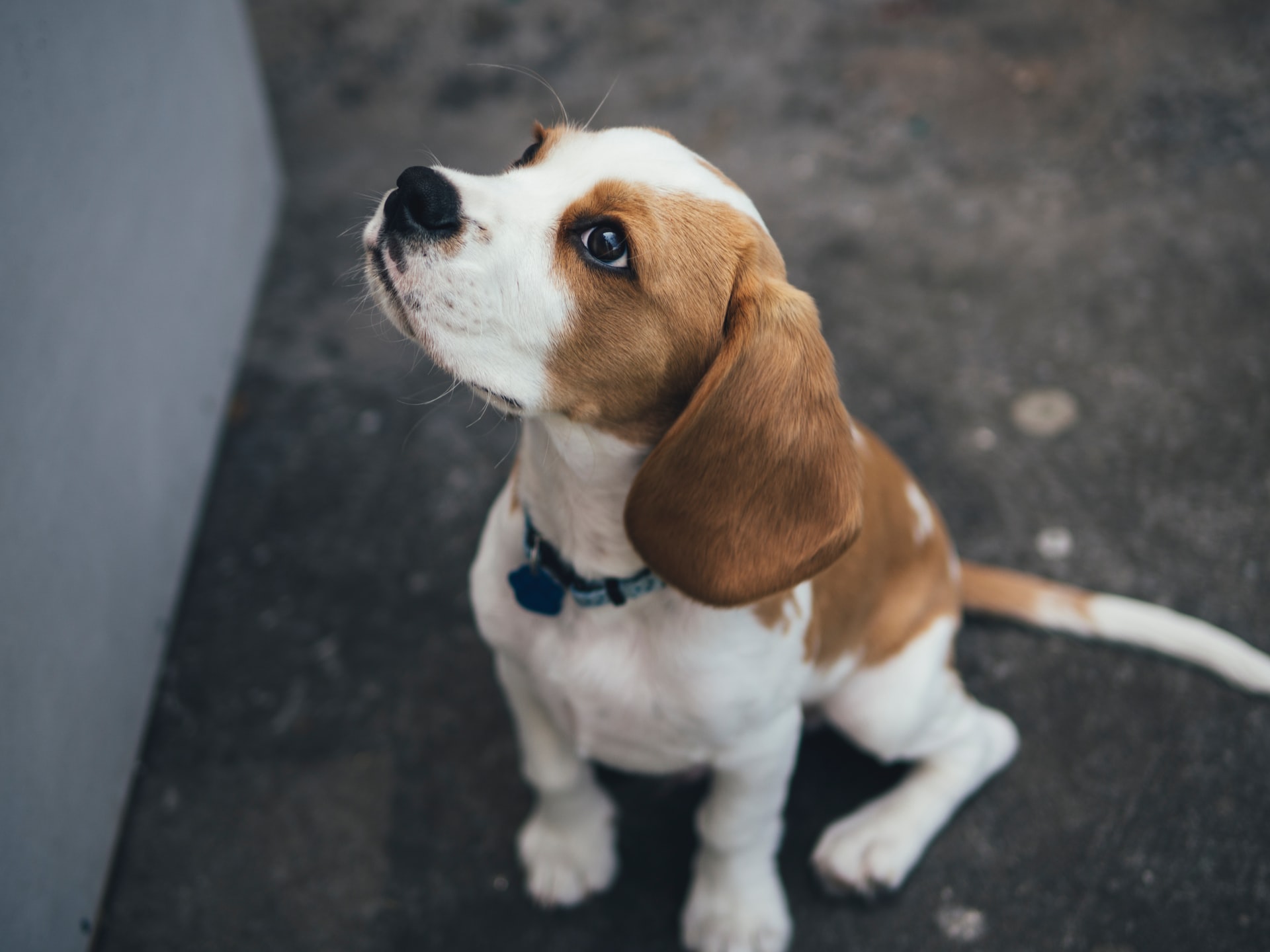 einen Beagle kann man durch Training beruhigen