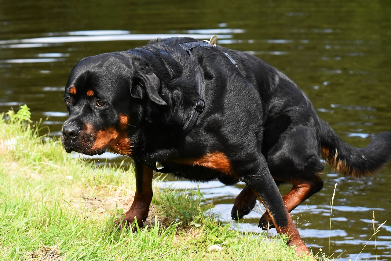 Rottweiler können schwimmen, sie sind aber nicht die besten Schwimmer