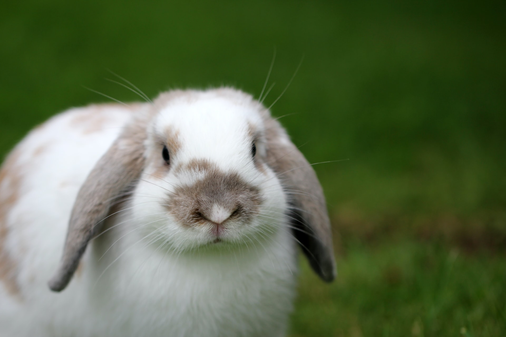 Kaninchen grunzen wenn sie sich bedroht fühlen