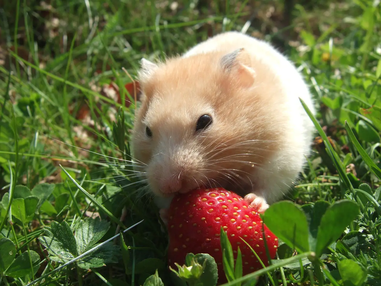 Hamster dürfen Erdbeeren fressen