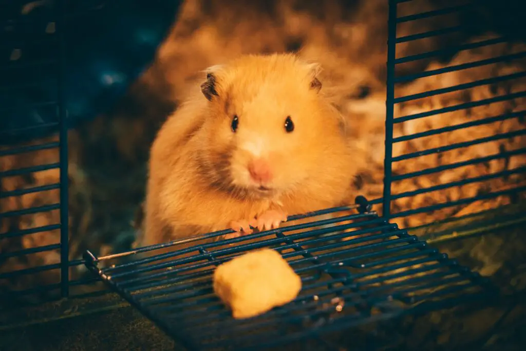 Hamster dürfen gelegentlich Käse fressen