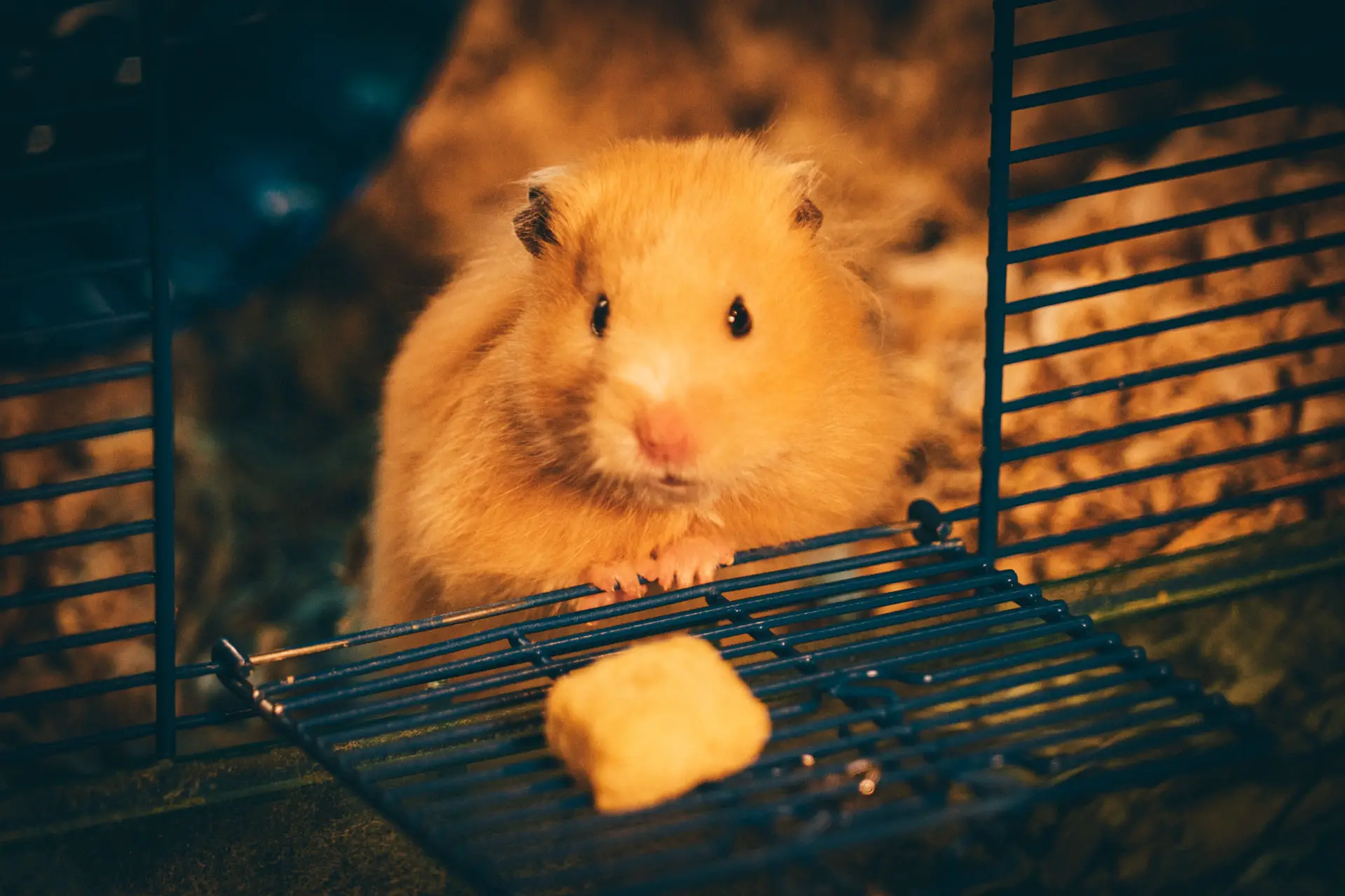 Hamster dürfen gelegentlich Käse fressen