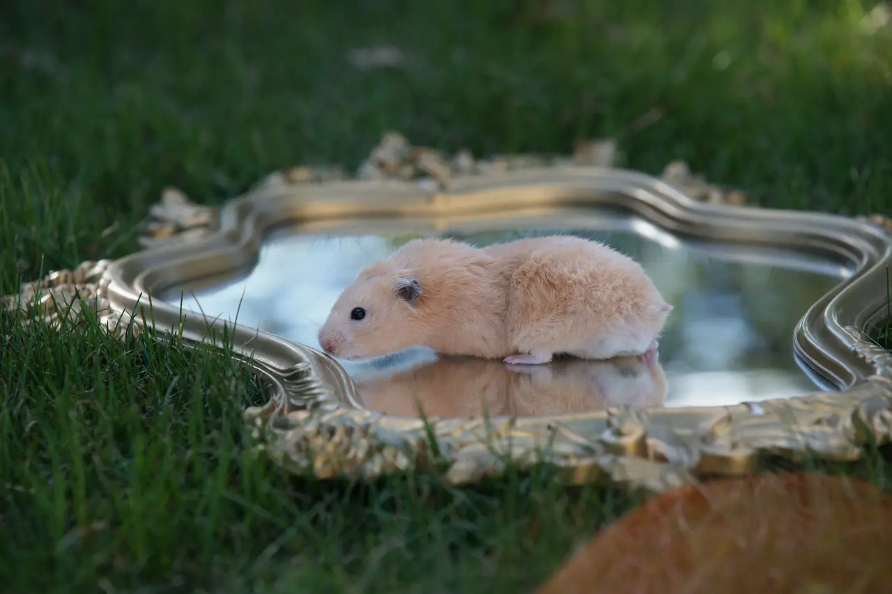 Hamster können schwimmen, tun es aber nicht gern
