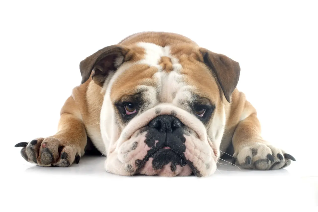 Bulldoggen können unter Trennungsangst leiden