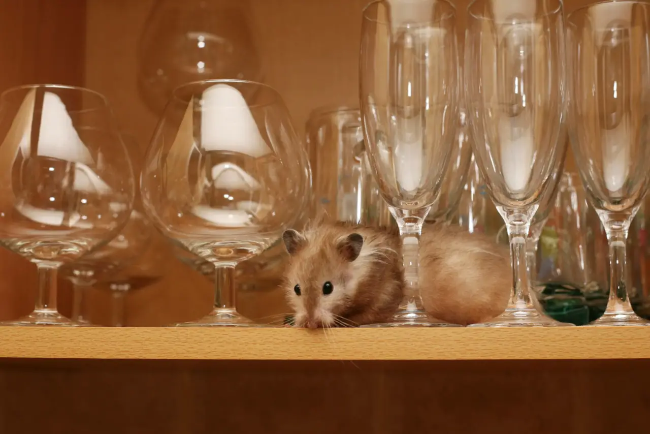 Hamster sollten nur Wasser trinken