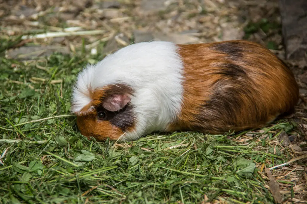 Es kann verschiedene Gründe geben, warum ein Meerschweinchen sich nicht bewegt