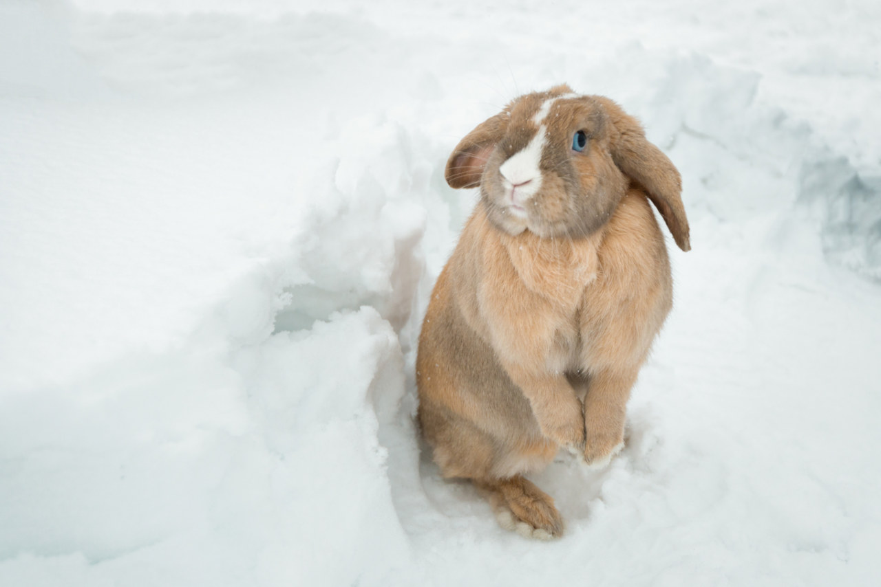 Kaninchen können im Schnee spielen wenn es nicht zu kalt ist