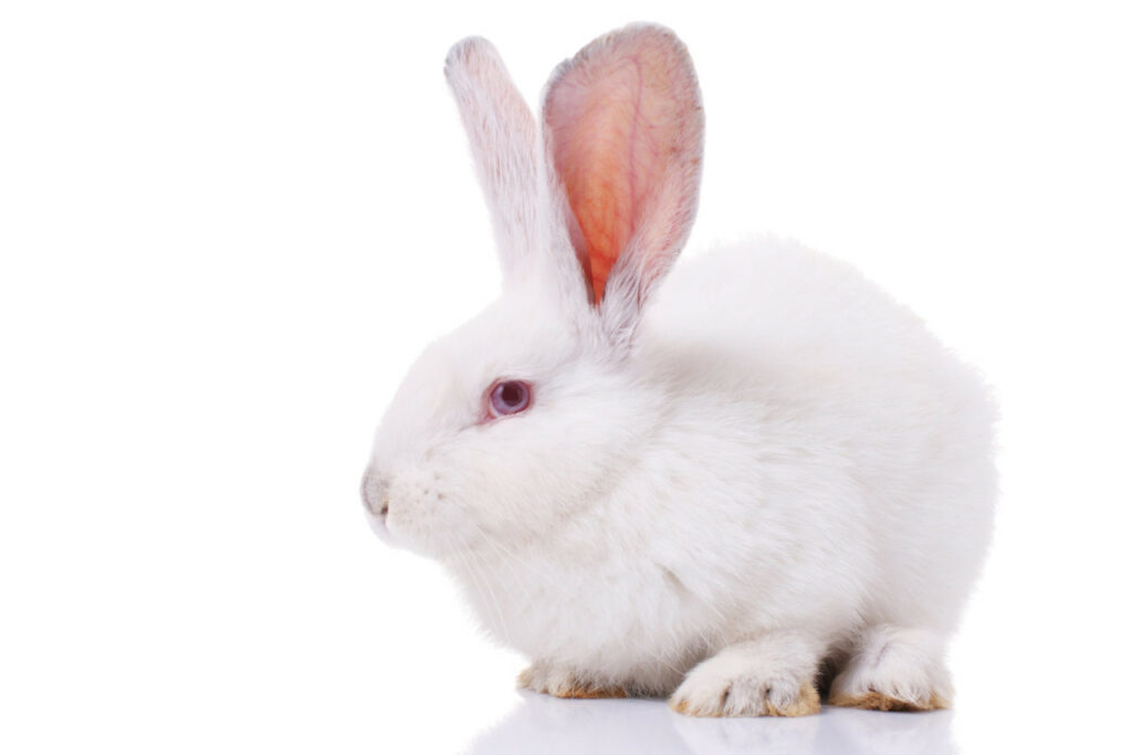 Kaninchen haben aus 2 Gründen lange Ohren