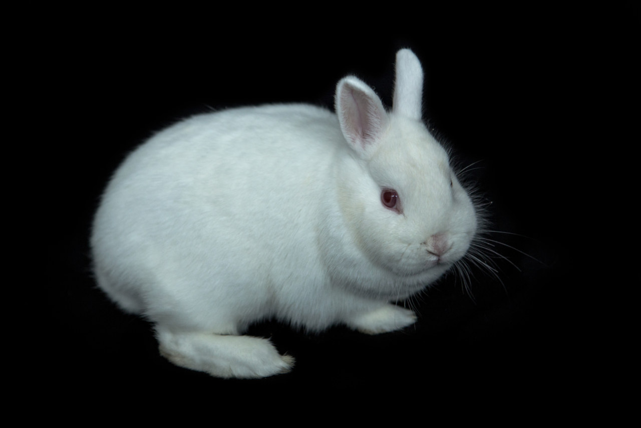 Rote Augen sind bei Kaninchen meist ein Zeichen von Albinismus