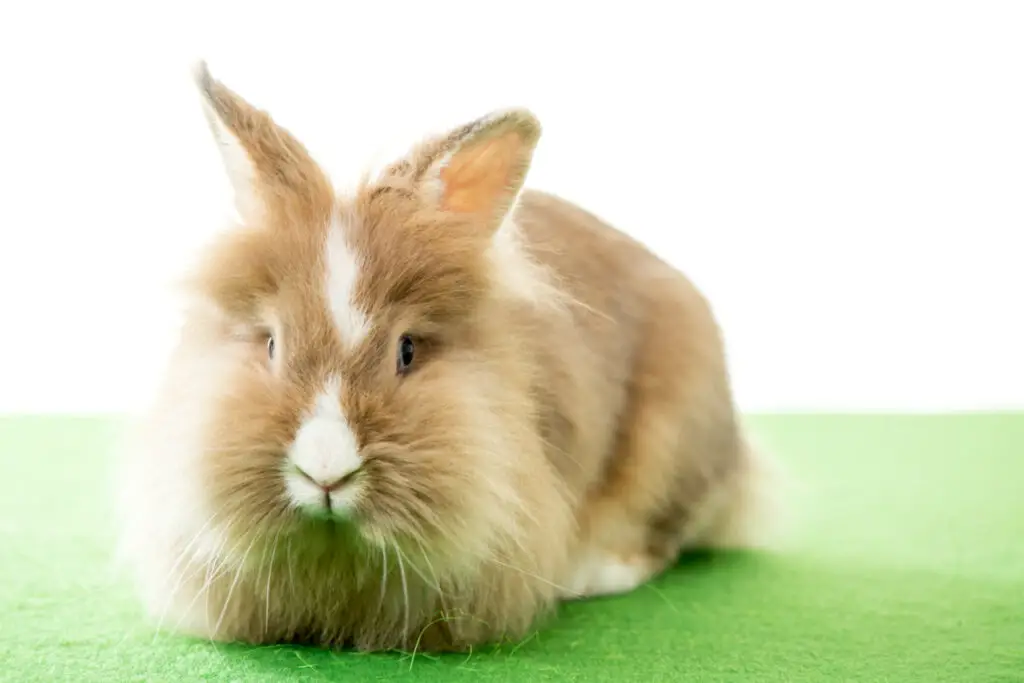 Kaninchenurin lässt sich am besten mit Reinigungsessig entfernen