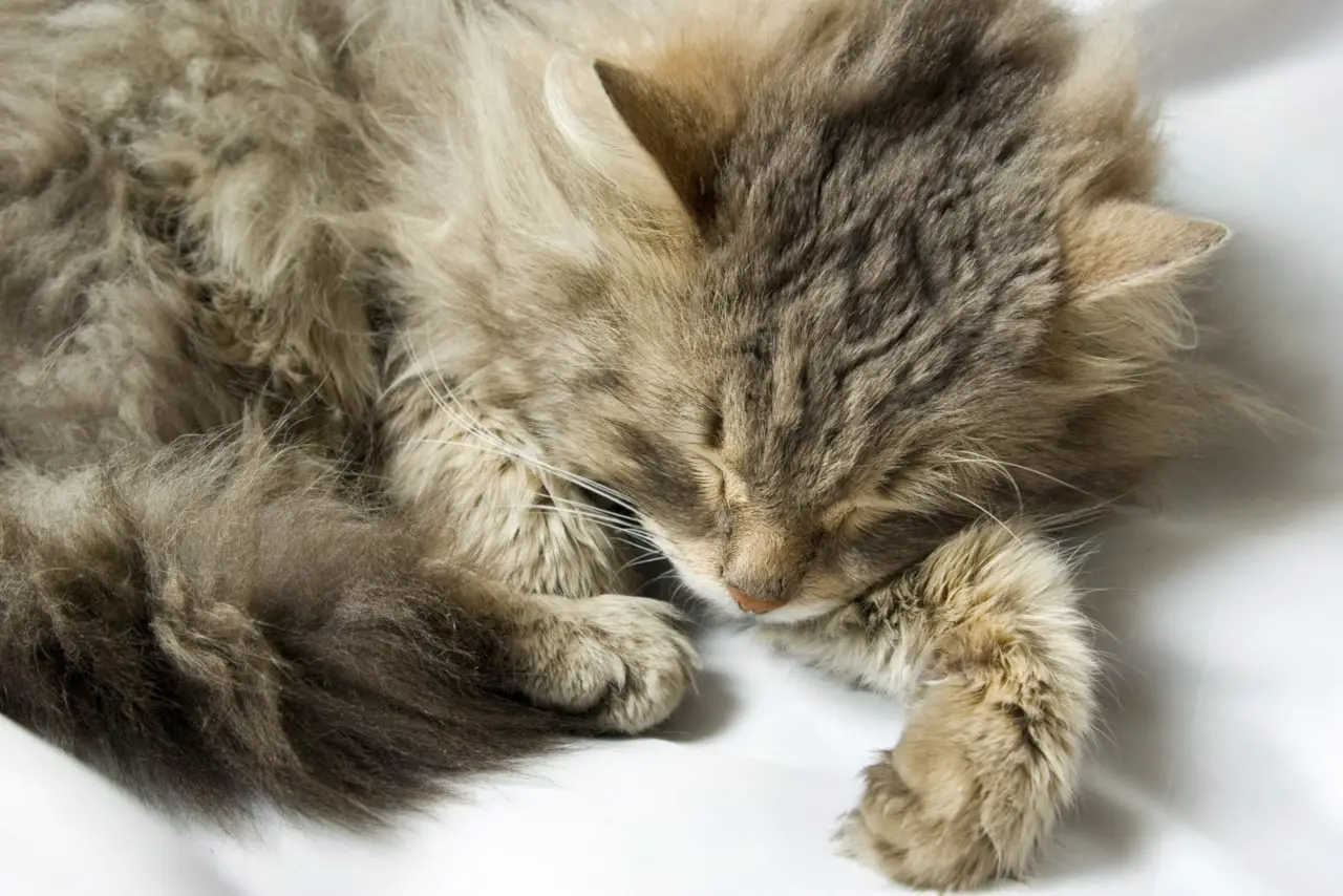 Alte Katzen schlafen meist noch mehr