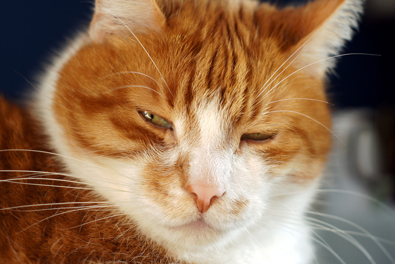 Wenn Ihre Katze ein Auge zukneift, deutet das auf ein Problem hin