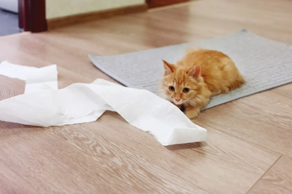 Katzen spielen gerne mit Toilettenpapier