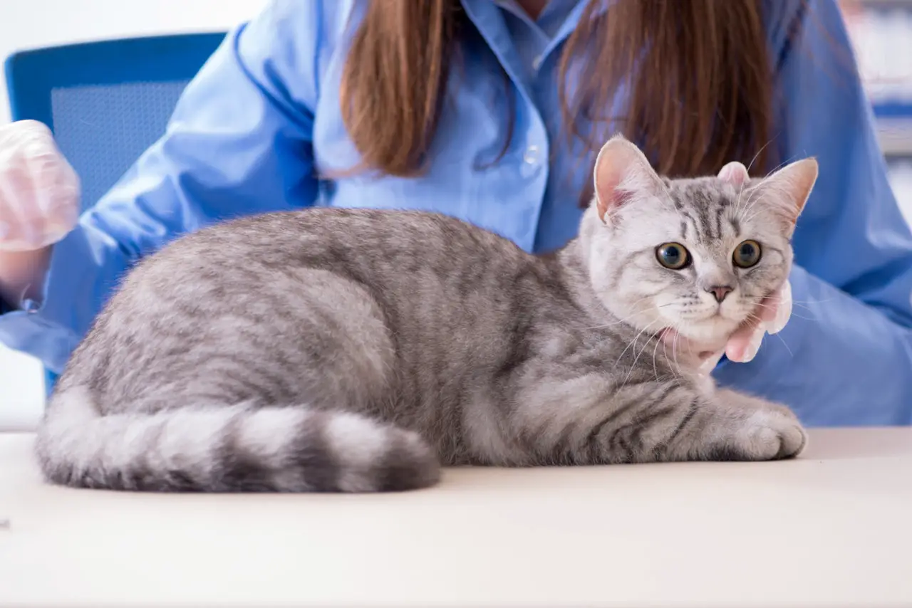 Katzen können auf Impfungen reagieren