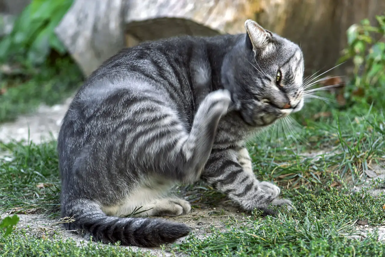 Katzen kratzen ihre Ohren aus verschiedenen Gründen