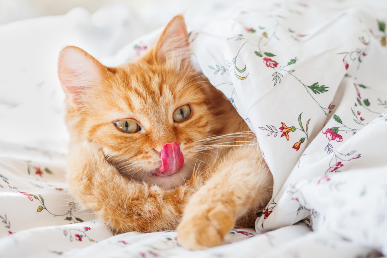 Katzen strecken ihre Zunge heraus