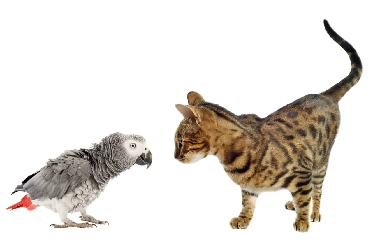 Katzen und Papageien können miteinander auskommen
