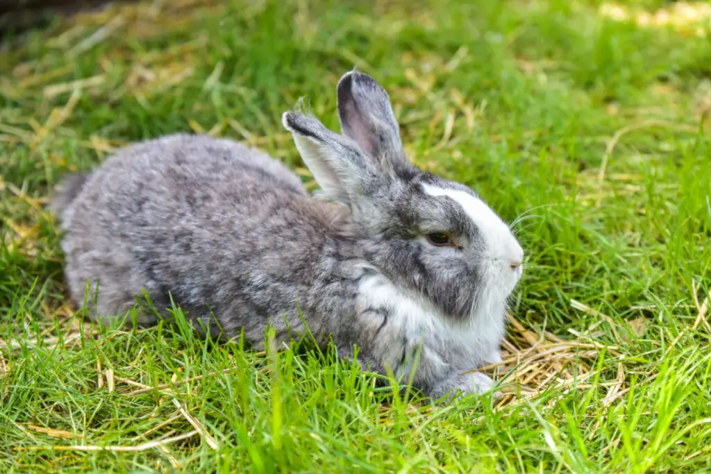 Kaninchen dürfen Blaubeeren in Maßen essen