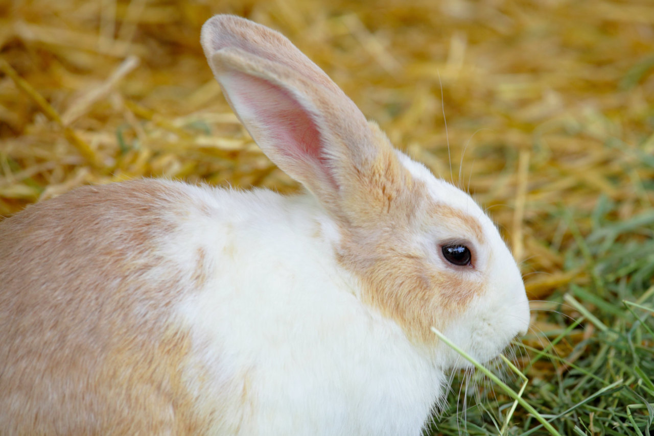 Kaninchen sollten Feigen nur in Maßen essen