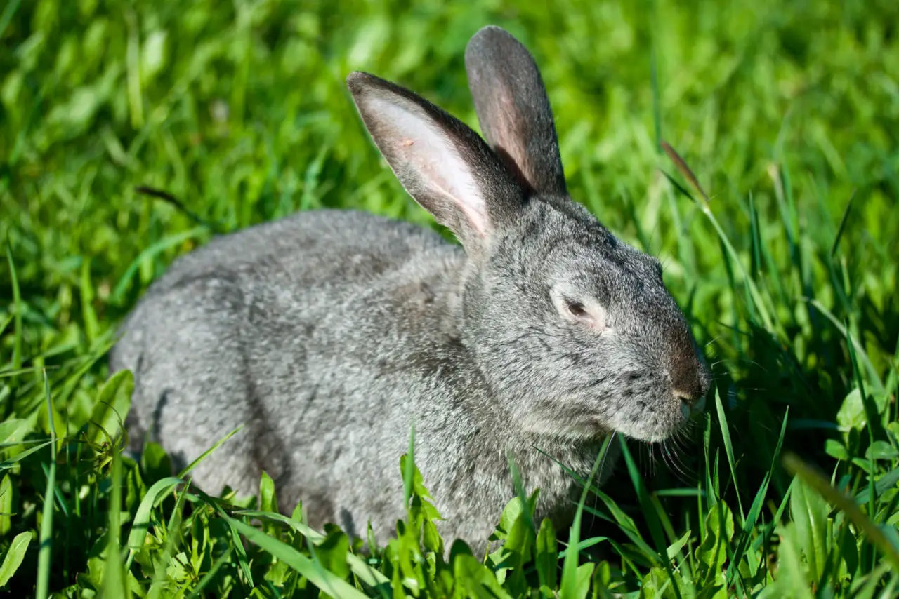 Die meisten Teile vom Holunder sind giftig für Kaninchen