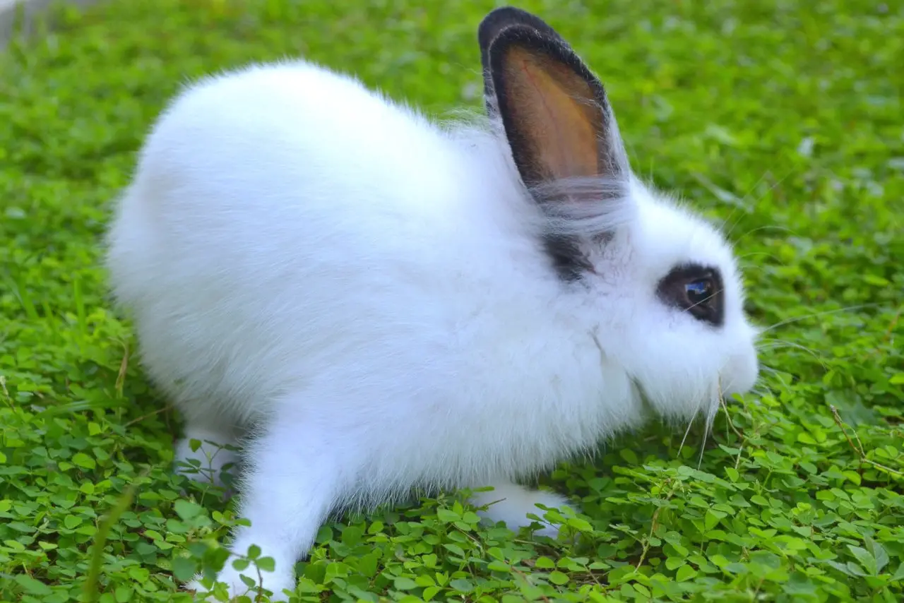 Kaninchen dürfen kleine Mengen Himbeeren essen