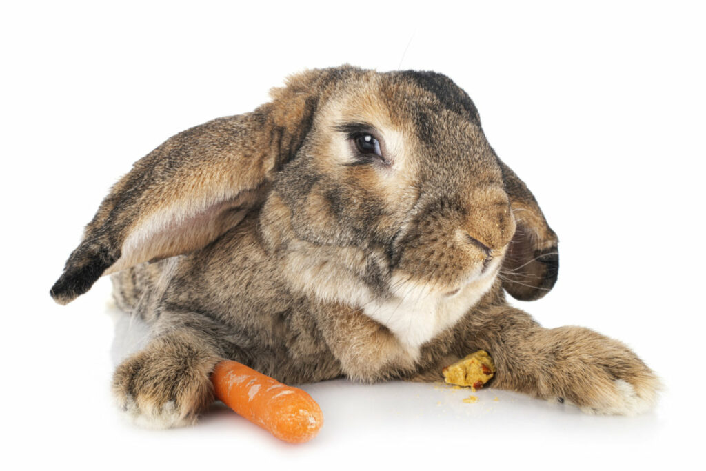 Kaninchen dürfen Karotten essen