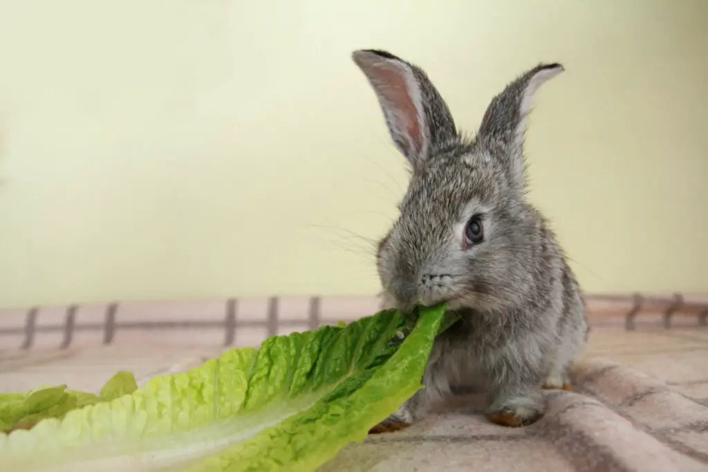 Kaninchen dürfen Romanasalat essen