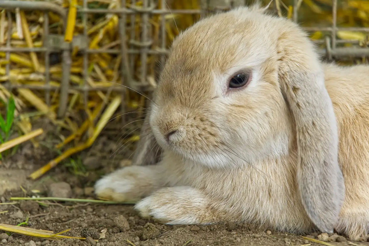 Kaninchen dürfen Rosenkohl essen