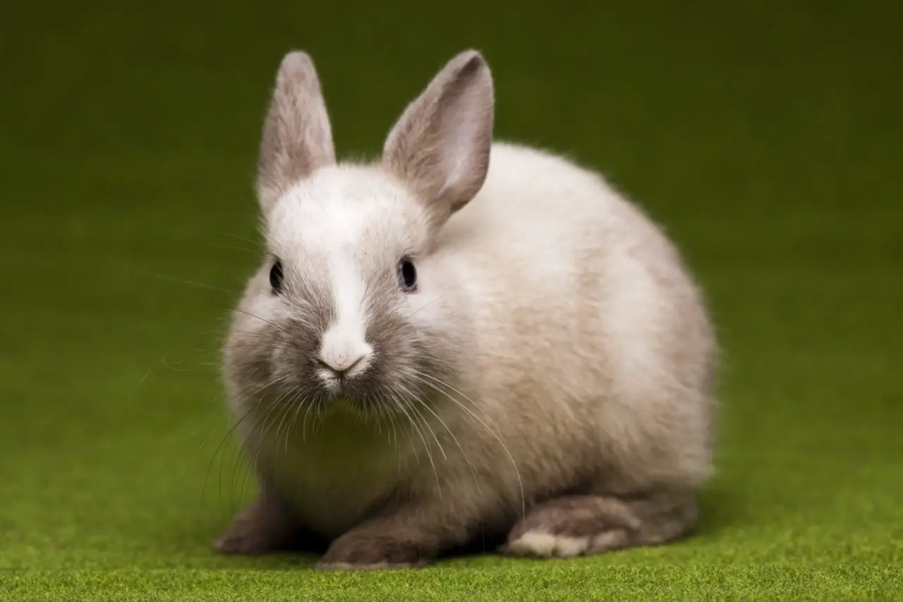 Kaninchen sollten Rosinen nur in Maßen essen