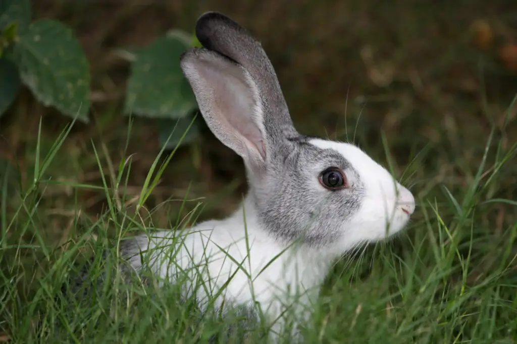 Kaninchen dürfen Rote Bete in Maßen essen