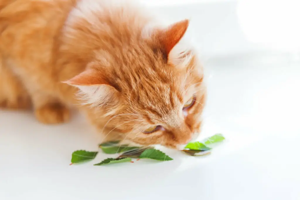 Bei älteren Katzen kann der Geruchssinn abnehmen