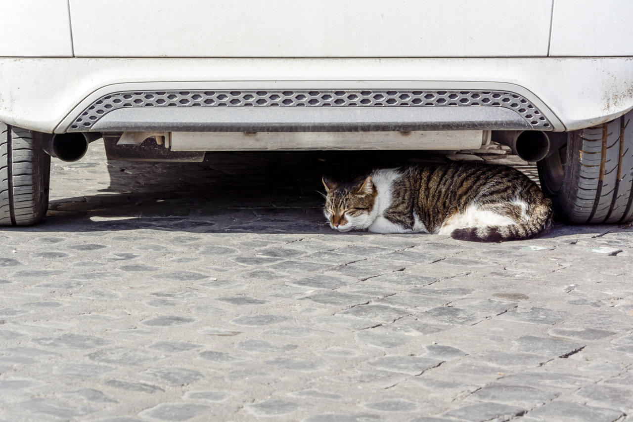 Man kann Katzen unter dem Auto hervorlocken