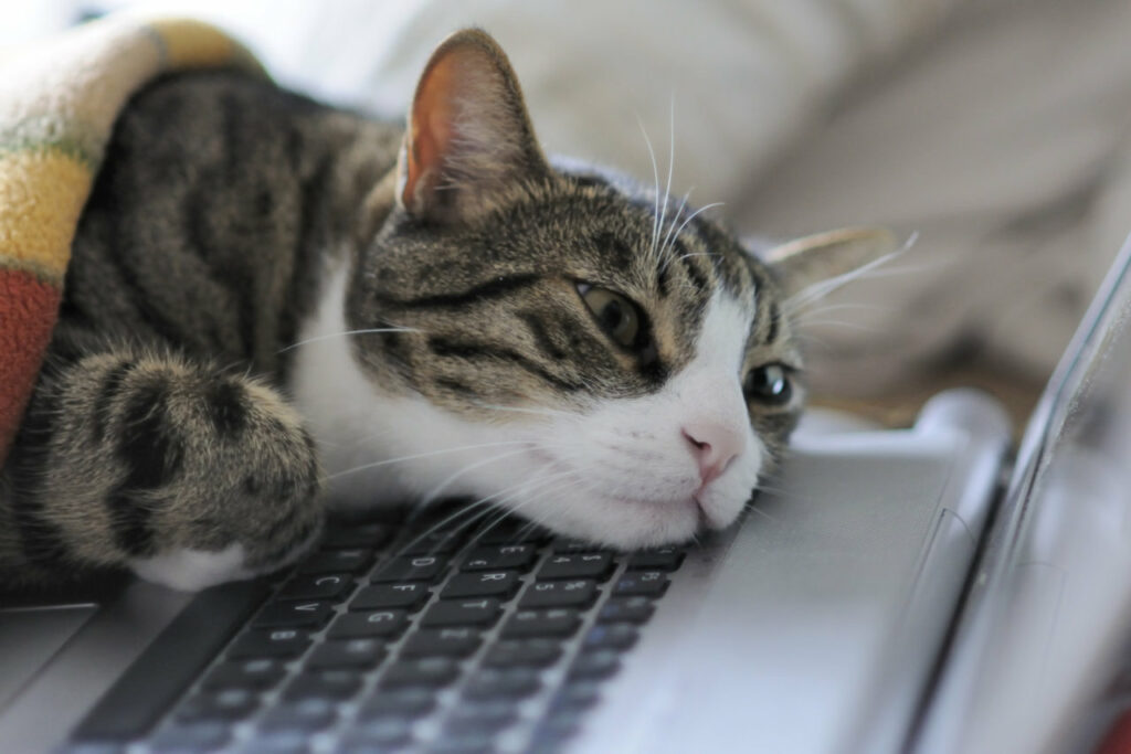 Katzen schlafen gern auf Laptops