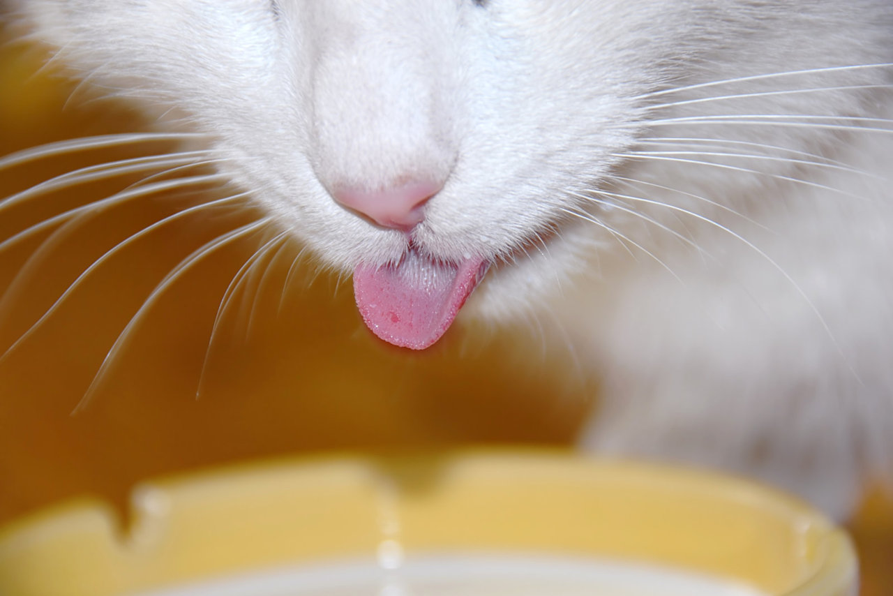 Katzen haben raue Zungen