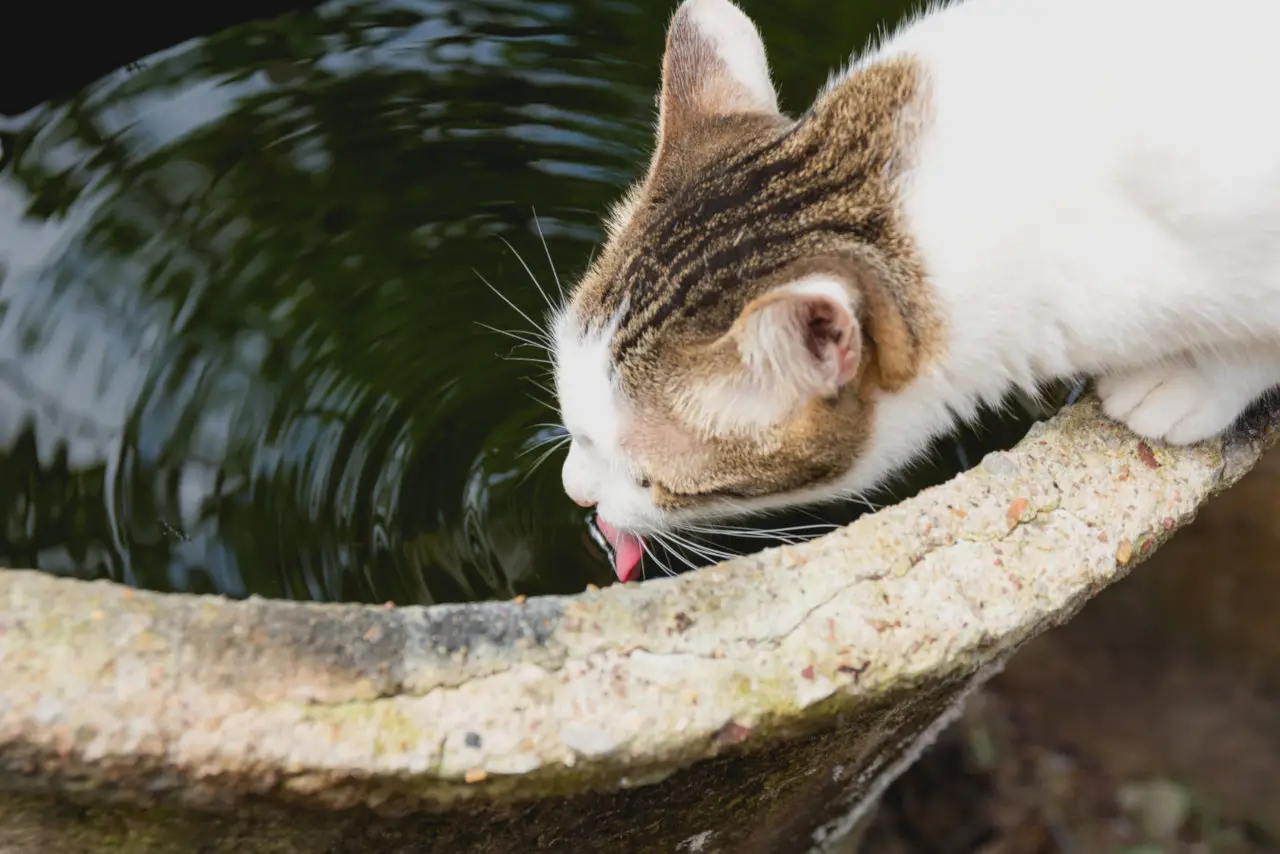 Katzen bevorzugen manchmal schmutziges Wasser
