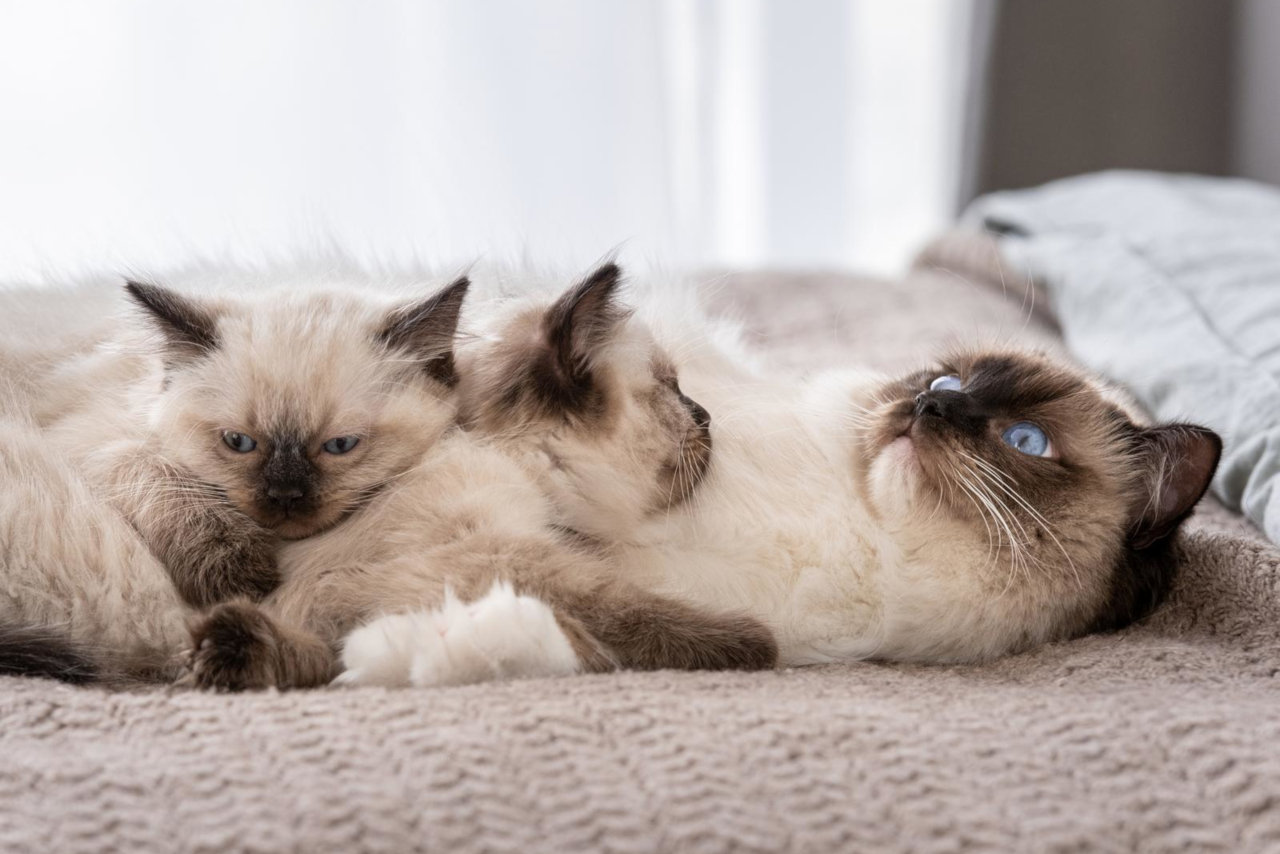 Mutterkatzen bestrafen und korrigieren Kätzchen