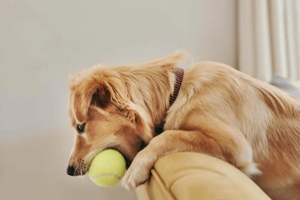 Viele Hunde lieben Tennisbälle