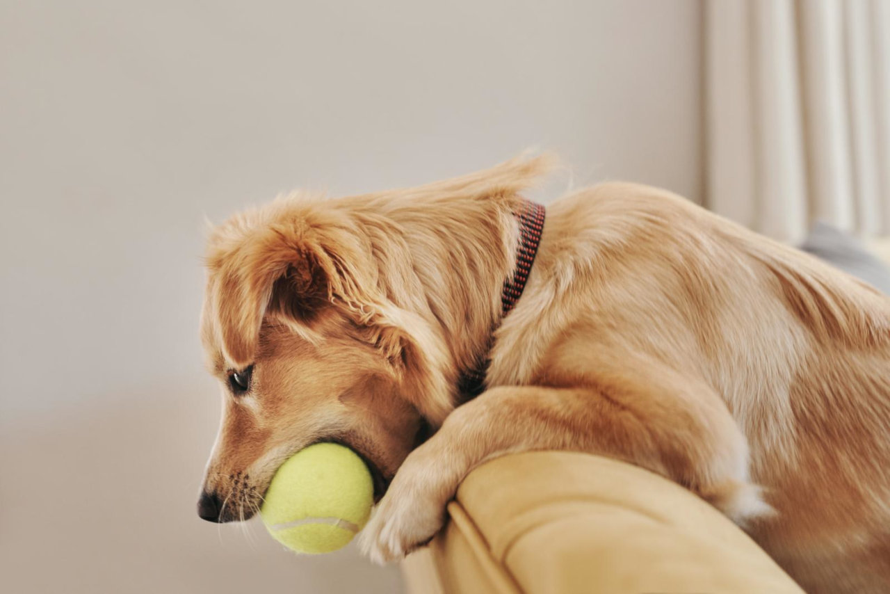 Viele Hunde lieben Tennisbälle