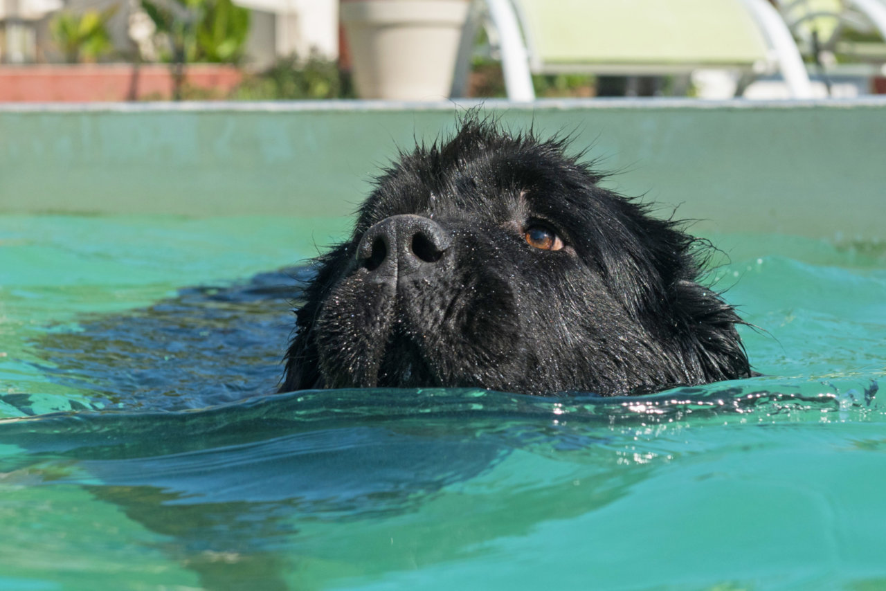 Hunde können unter Wasser die Luft anhalten