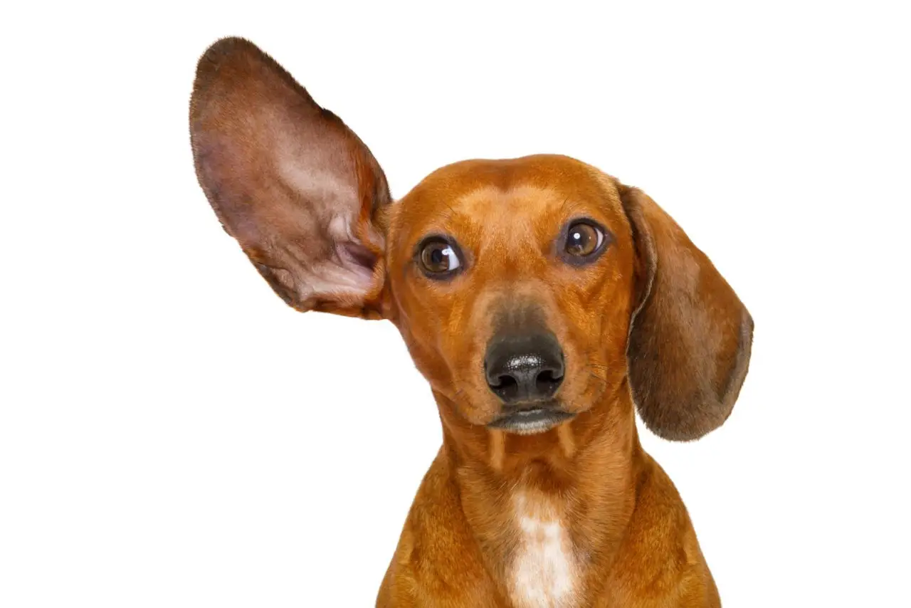 Hunde haben manchmal nur ein Ohr aufgestellt