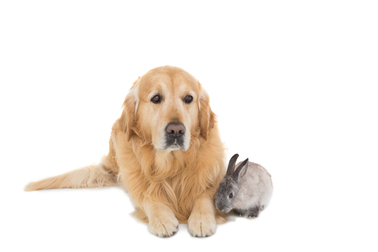 Kaninchen dürfen kein Hundefutter essen