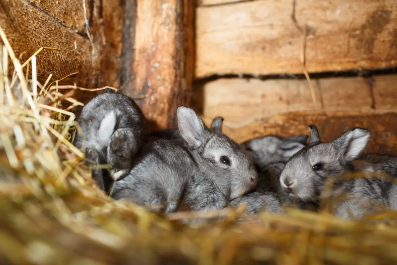 Kaninchen vermehren sich sehr häufig