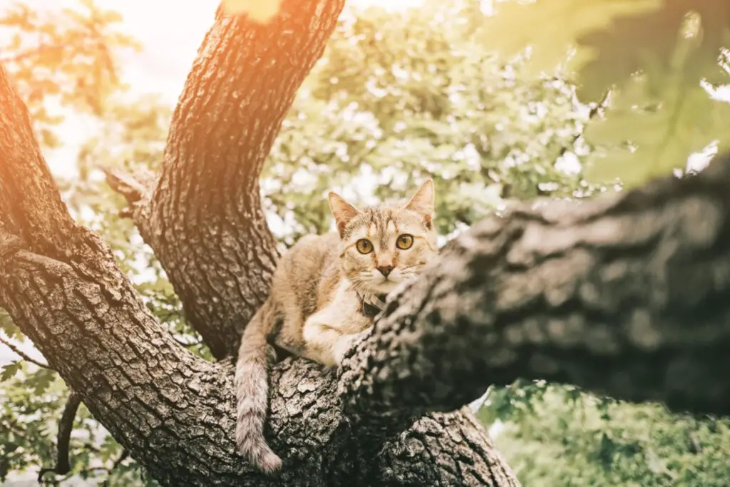 Katzen können auf Bäumen festsitzen