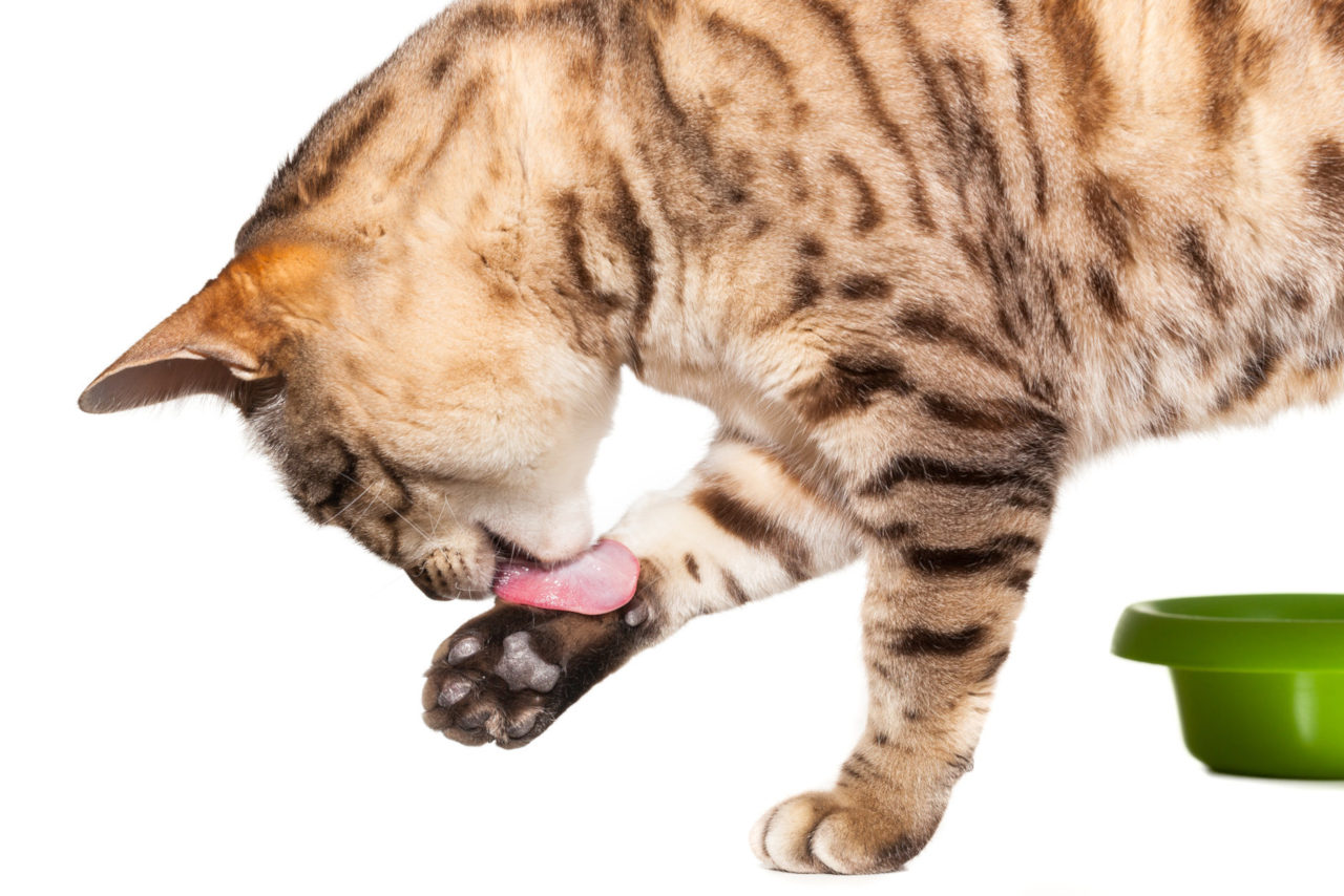 Es kommt vor, dass Katzen mit den Pfoten essen