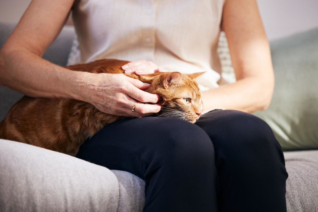 Katzen brauchen ihre Halter nicht nur wegen des Futters