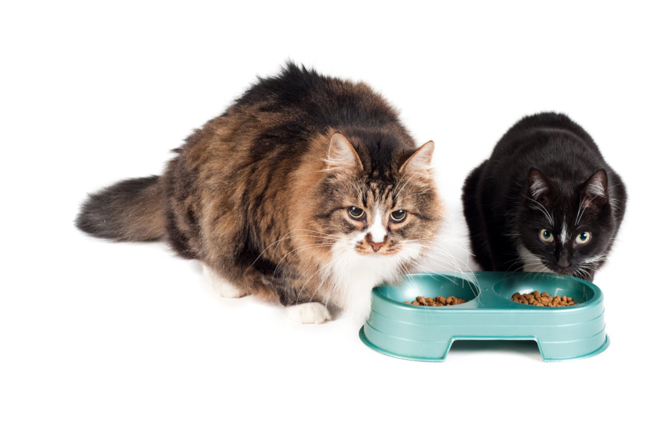 Katzen verweigern ihr Futter